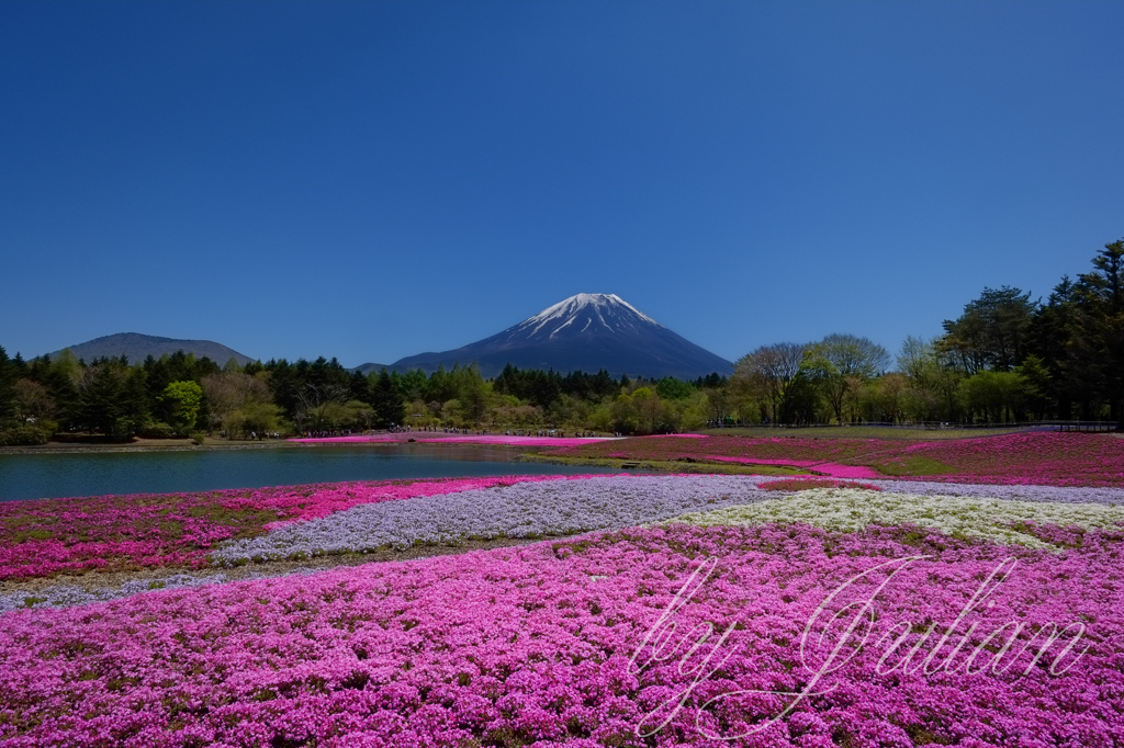 富士山と芝桜