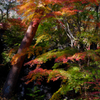 紅葉回廊