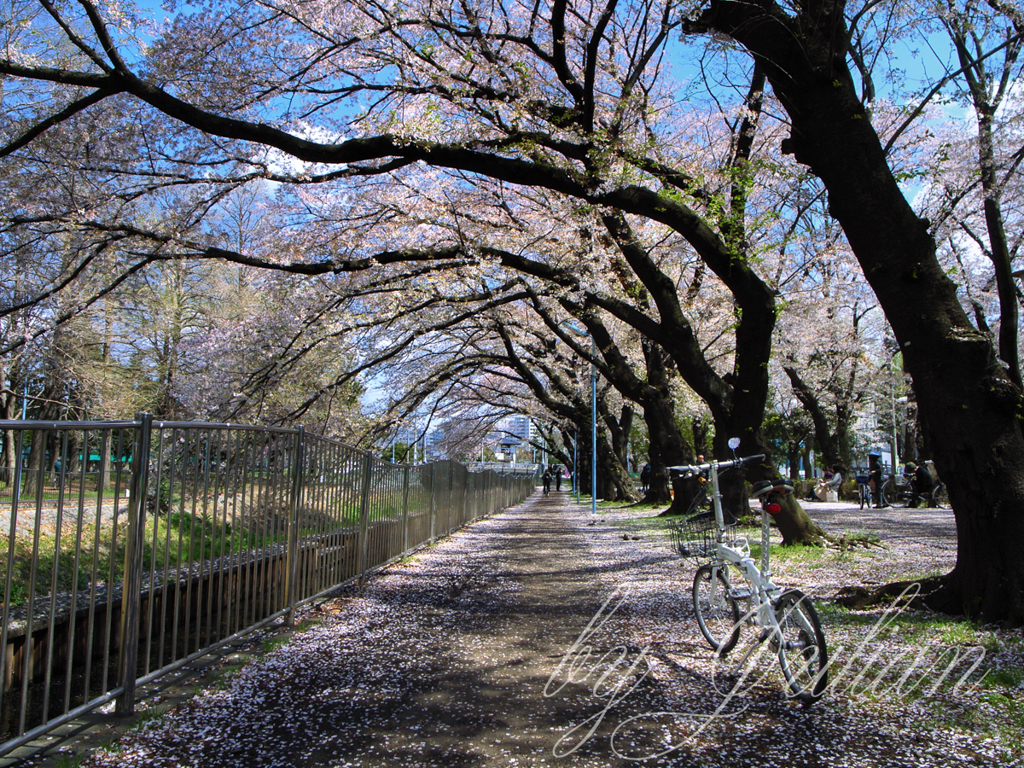 善福寺川の桜