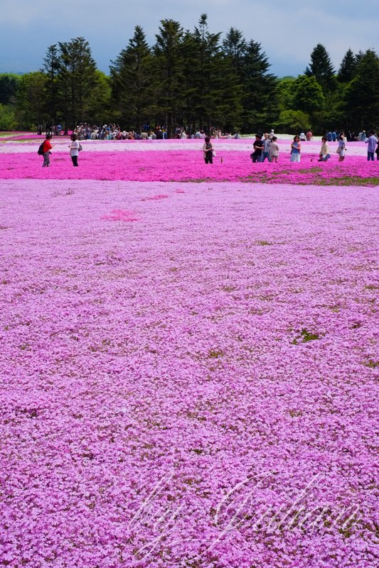 芝桜
