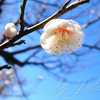 羽根木公園