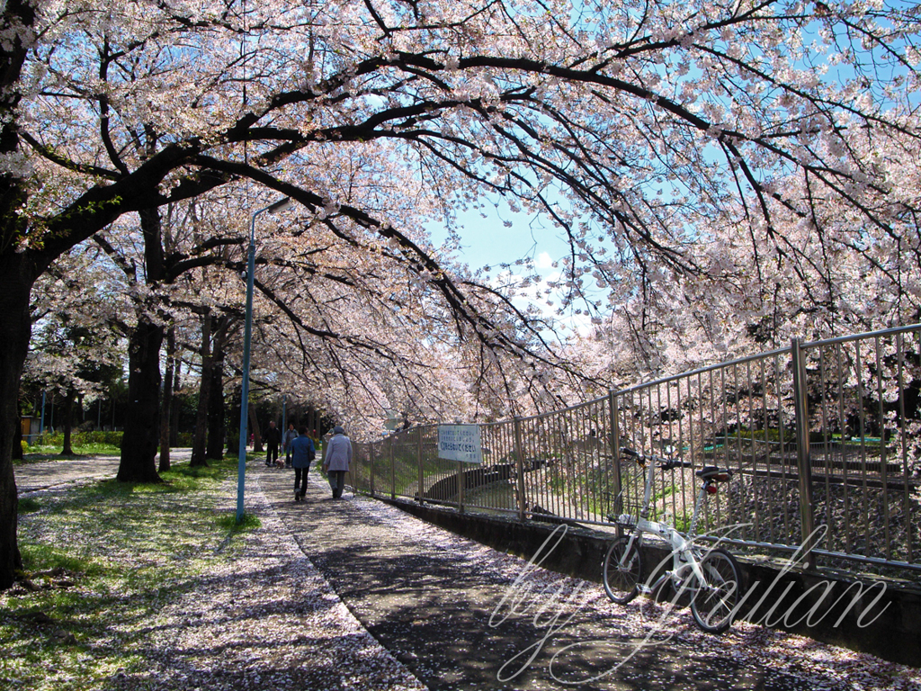 善福寺川の桜