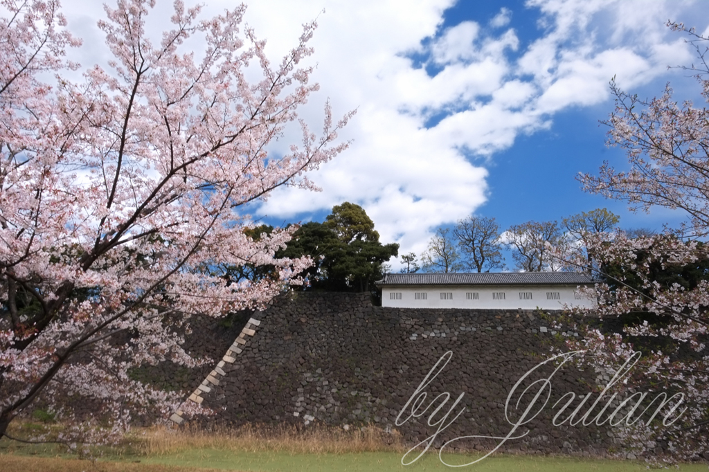 乾通りの桜