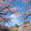 千鳥ヶ淵にて