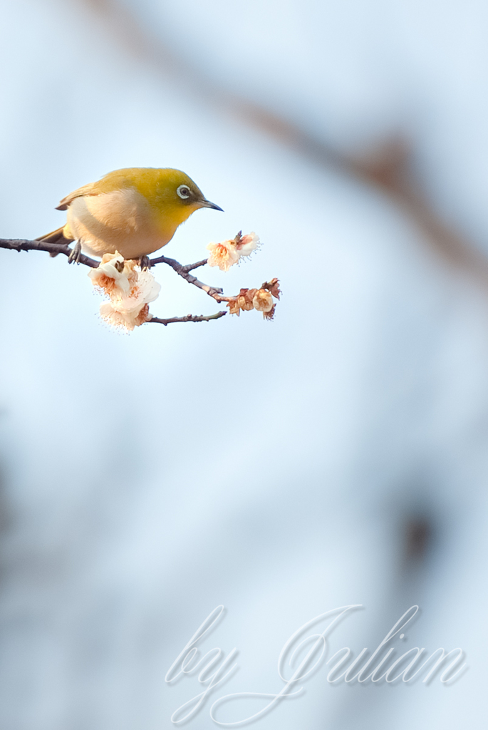 梅の季節