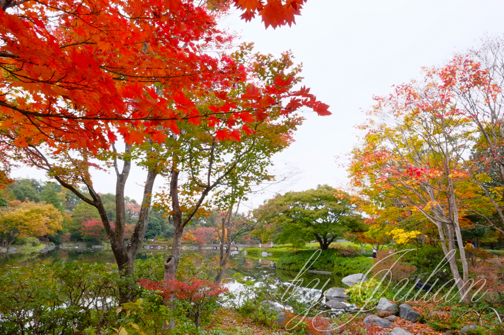 昭和記念公園の紅葉