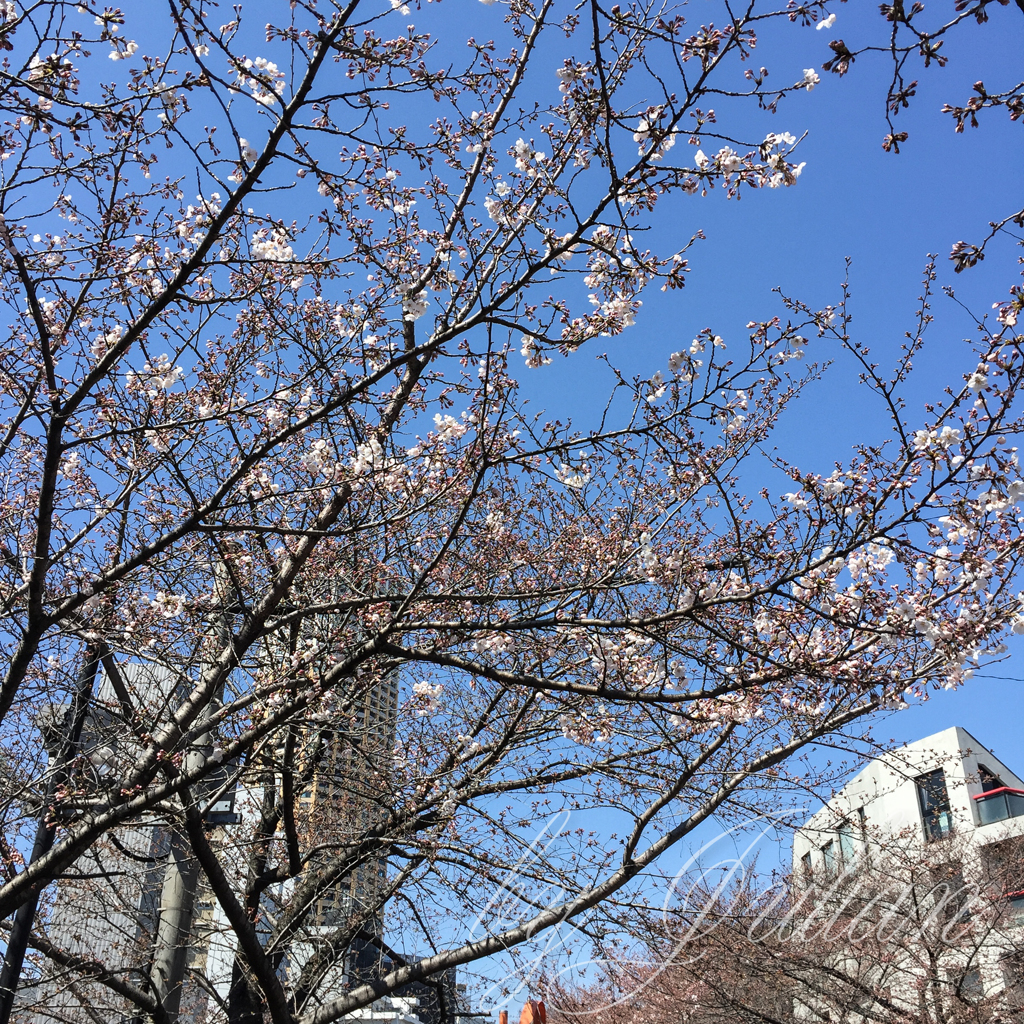 サクラサク　目黒川にて