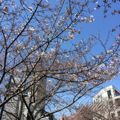 サクラサク　目黒川にて