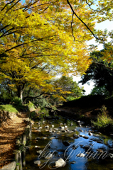 神田川の秋