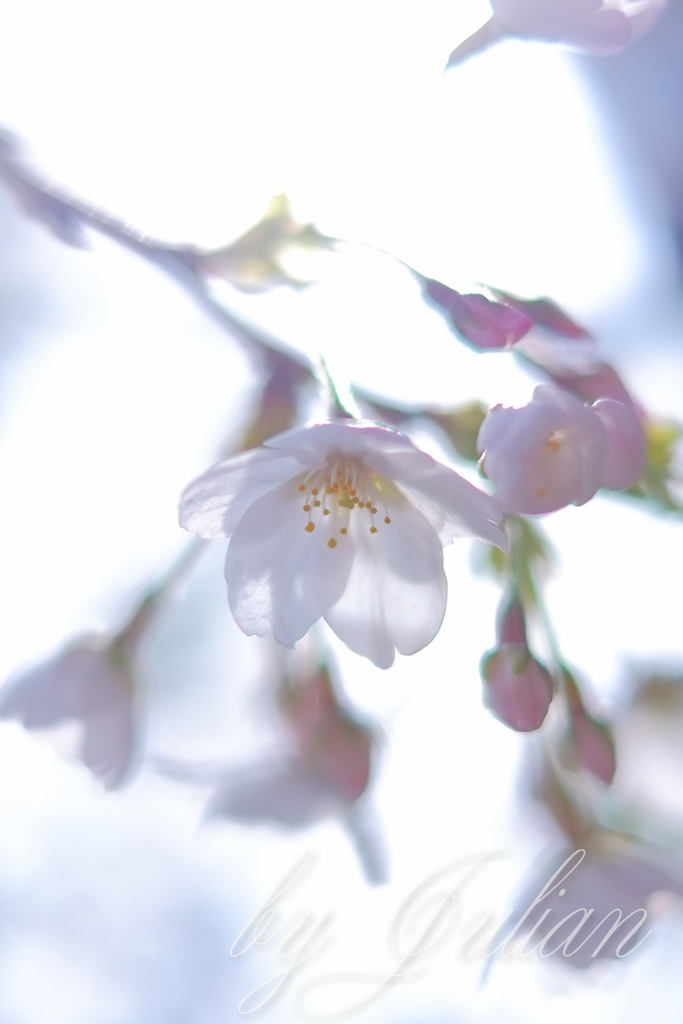 千鳥が淵にて