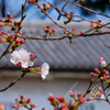 皇居にて　乾通りほか