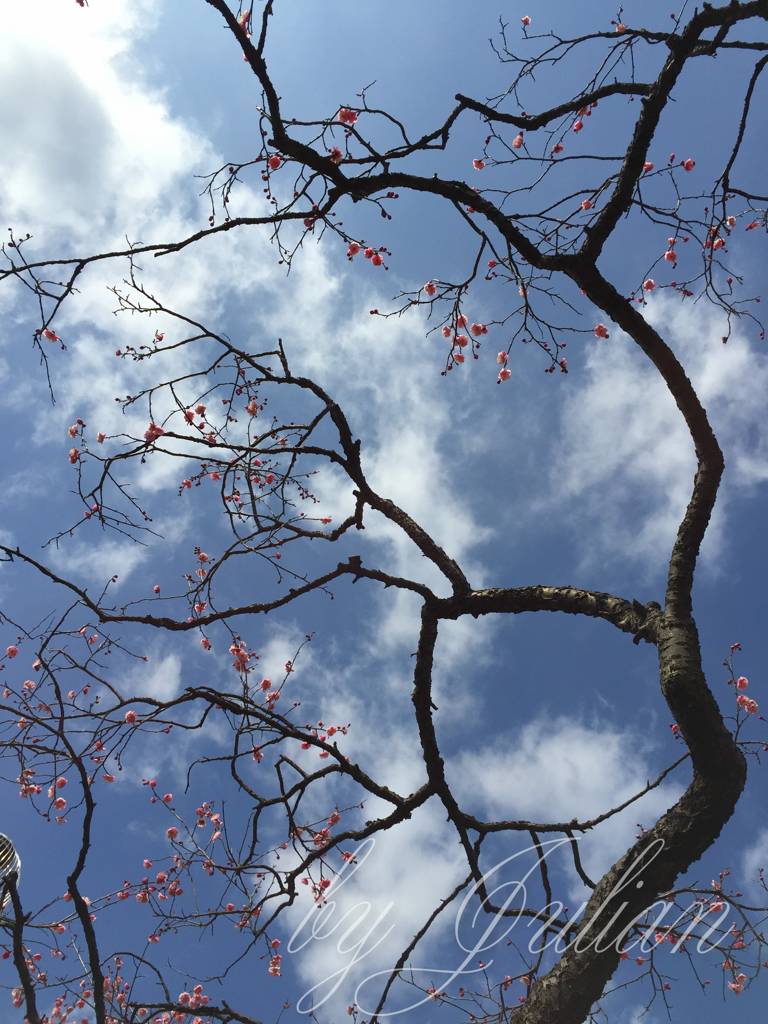 梅と青空
