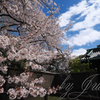千代田城と桜