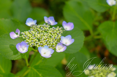 紫陽花