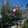 DSCF6248