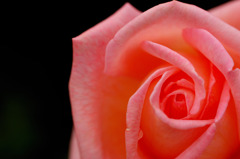 薔薇３