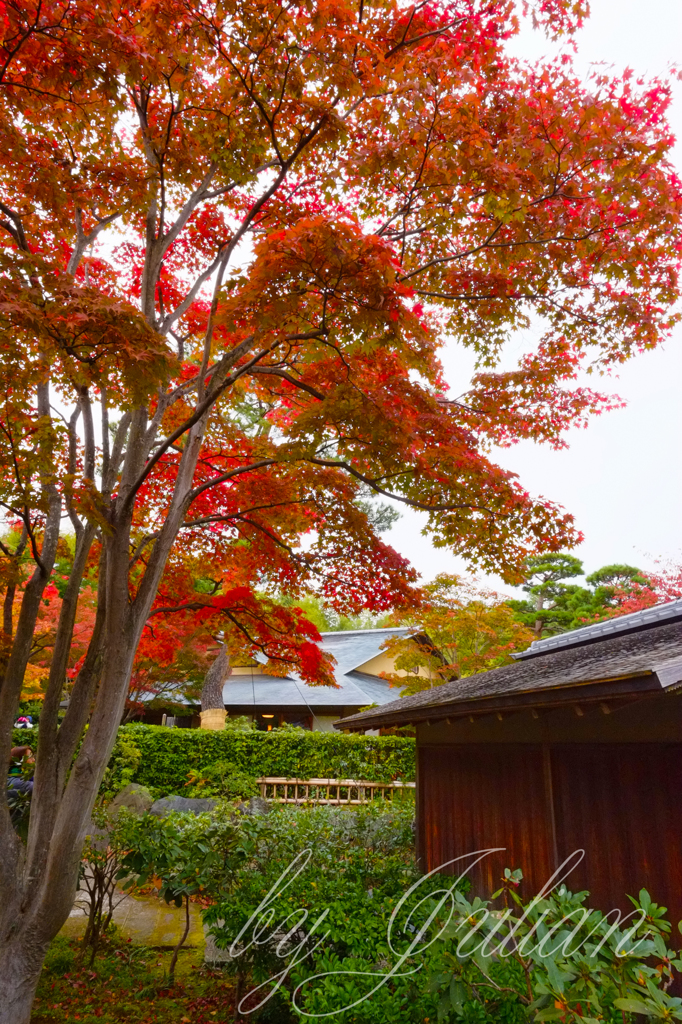 昭和記念公園の紅葉