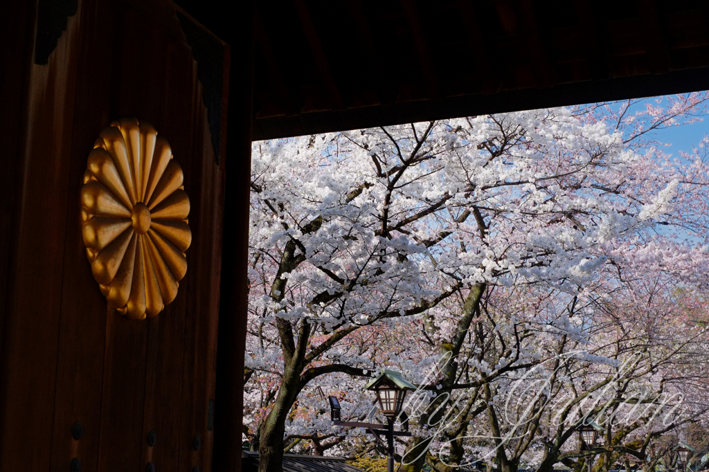 靖国神社の春