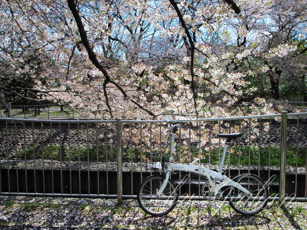 善福寺川の桜