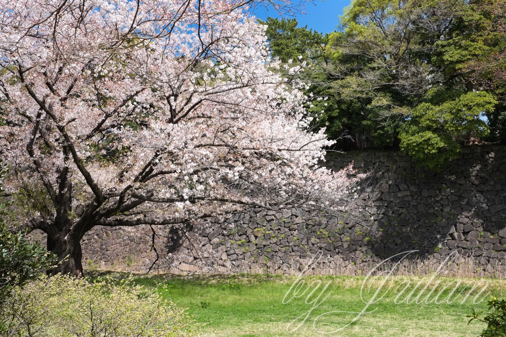 千代田城と桜