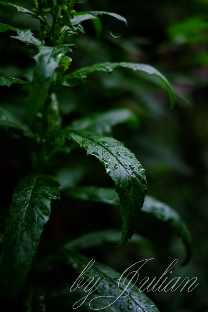 leaves