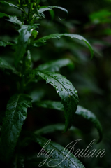 leaves