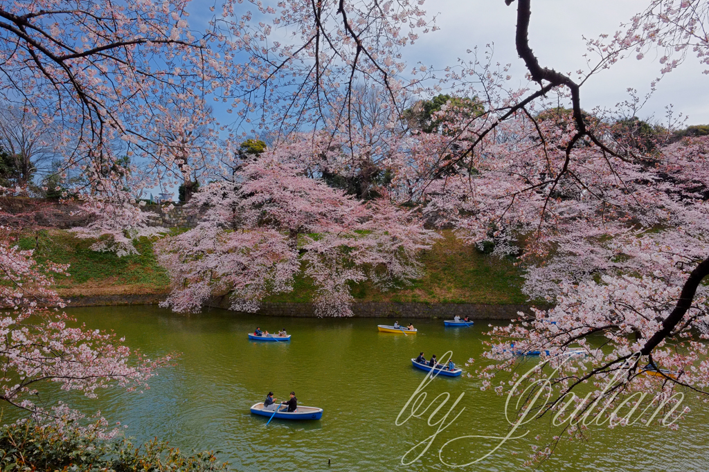 千鳥ヶ淵にて