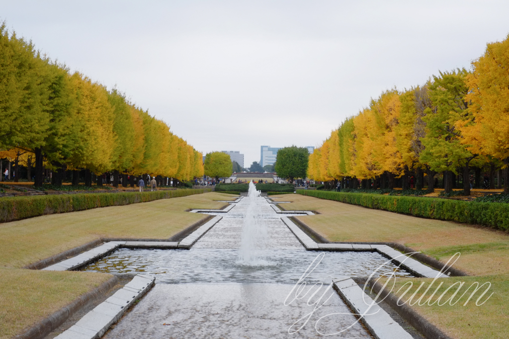 昭和記念公園の銀杏並木