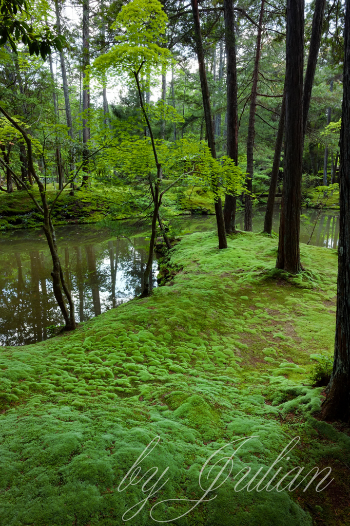 苔寺にて