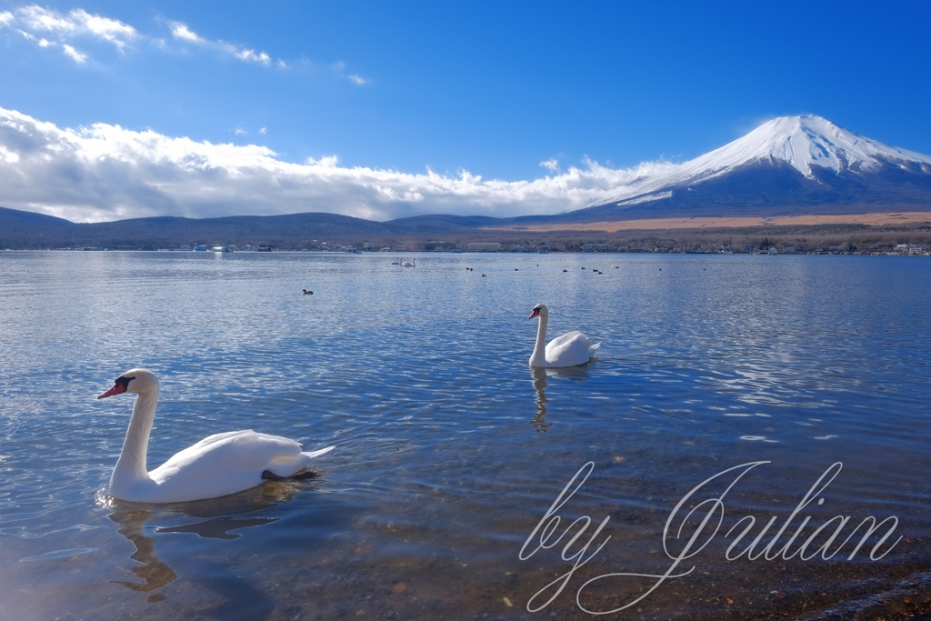 白鳥の湖