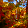 紅葉回廊