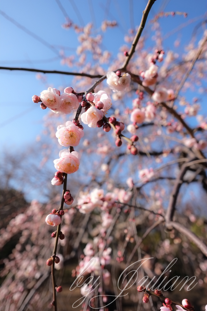 梅