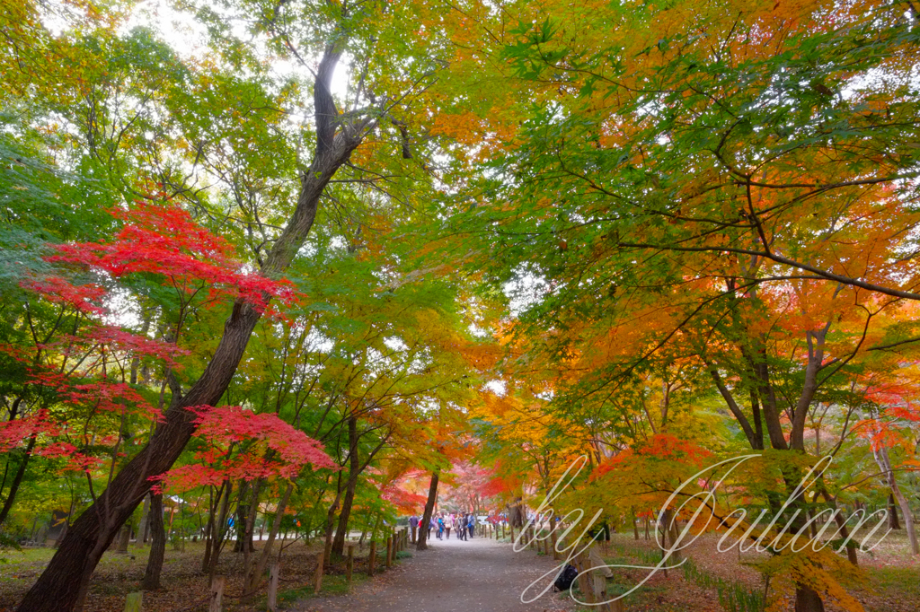 平林寺の紅葉