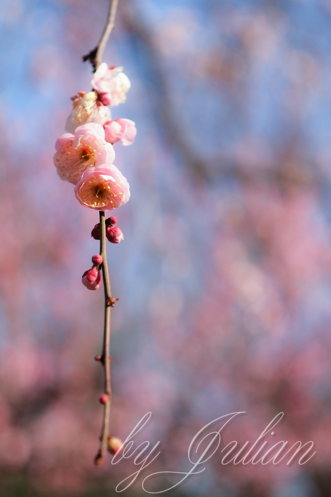梅