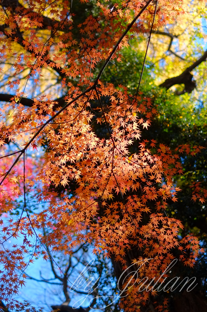 小石川後楽園の紅葉