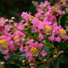 DSCF5856