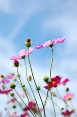 秋桜５