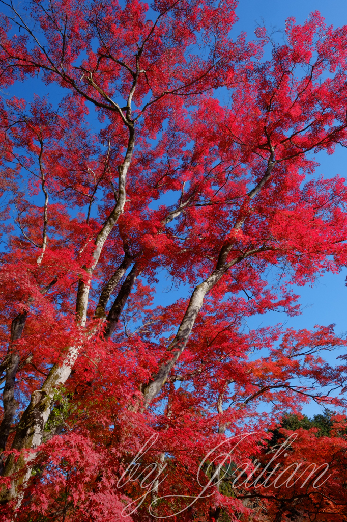 東郷公園 秩父御嶽神社