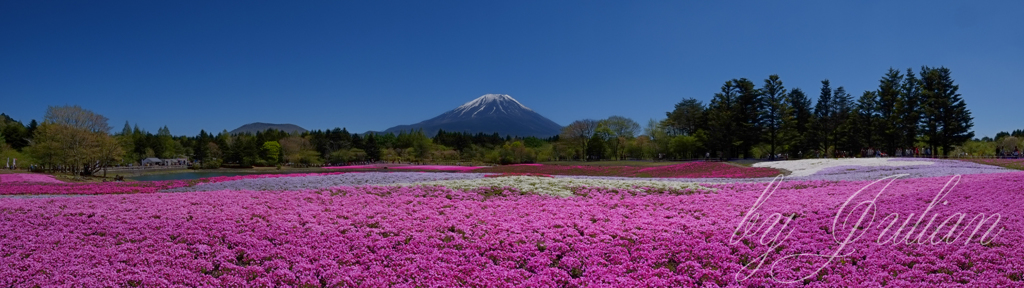 富士山と芝桜
