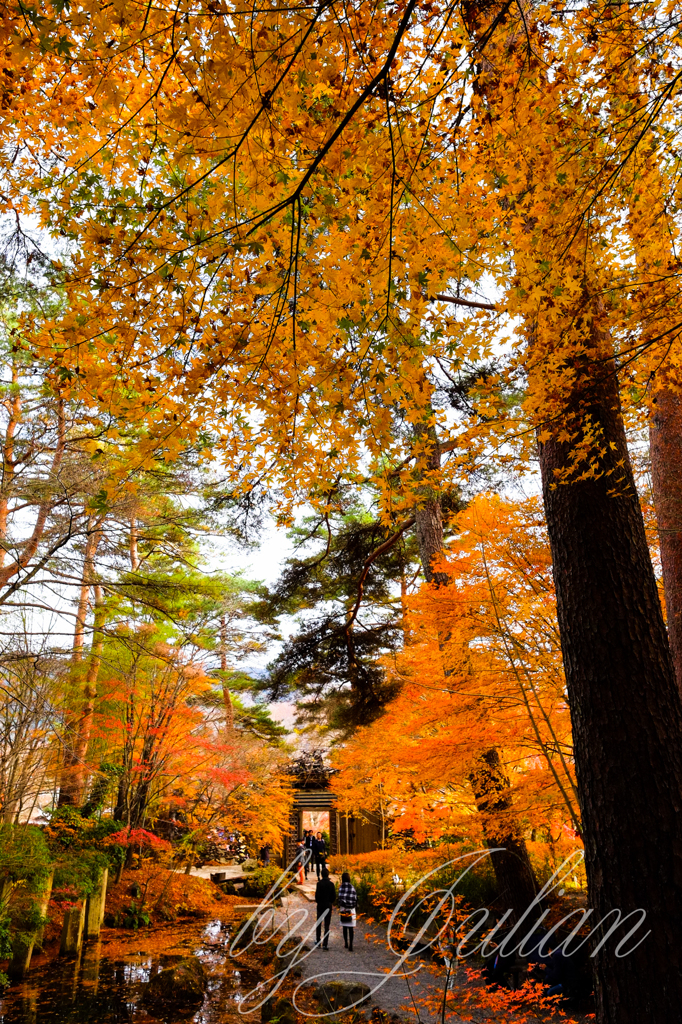 紅葉ツーリング　河口湖　紅葉回廊にて