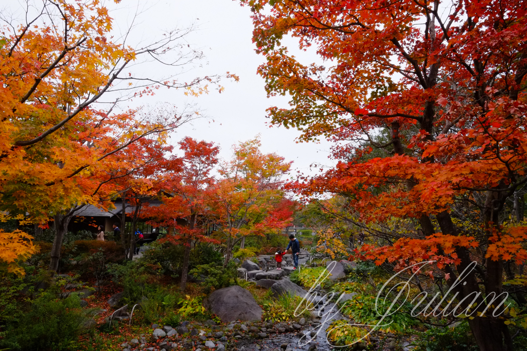 昭和記念公園の紅葉