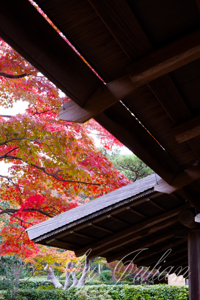 昭和記念公園の紅葉