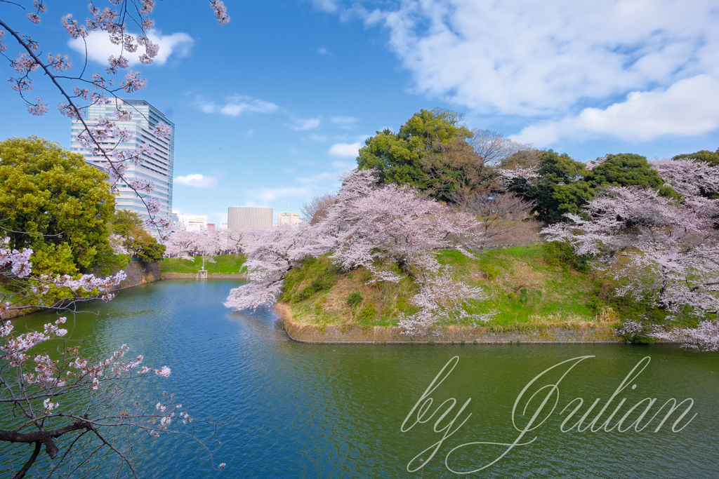 千鳥ヶ淵にて