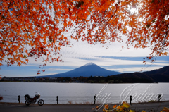 紅葉ツーリング 河口湖　紅葉トンネルにて