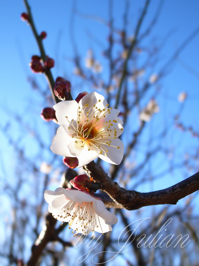 羽根木公園