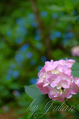 紫陽花