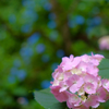 紫陽花