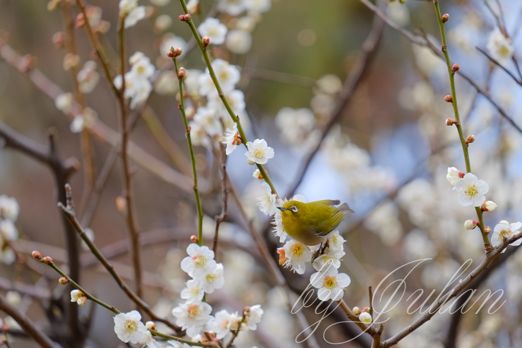 梅にウグイス メジロ By ジュリアン Id 写真共有サイト Photohito