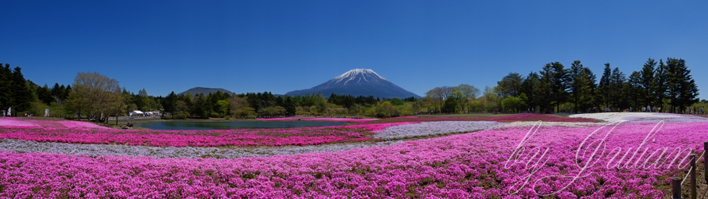 富士山と芝桜