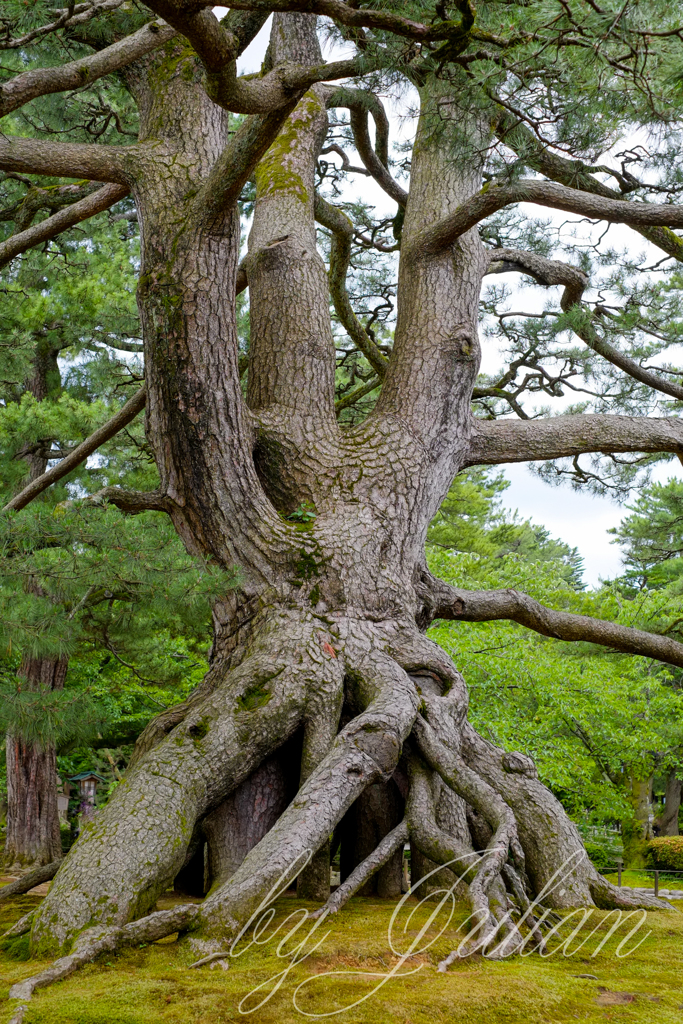 兼六園にて